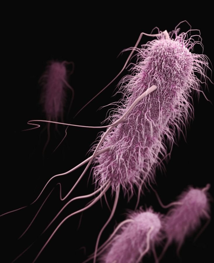 E. coli O157